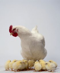 (c) Chicken-anemia.com